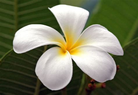 夏威夷州花